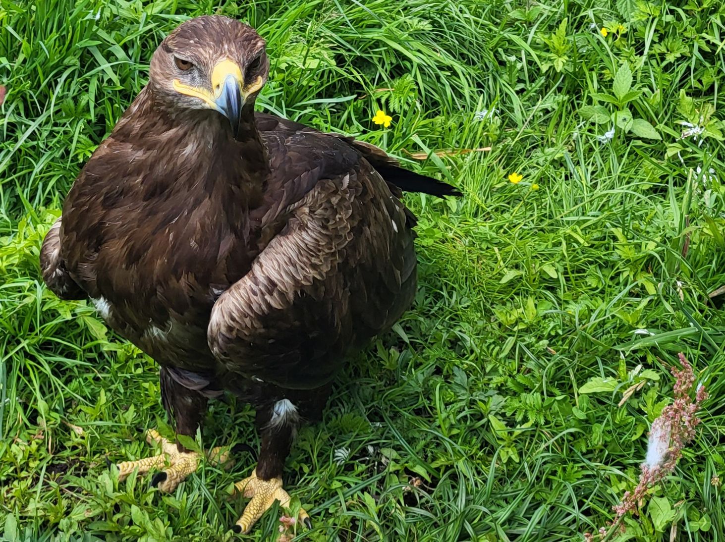Z bliska majestatyczny orzeł na trasie Mazurskiej Pętli Rowerowej, idealne miejsce na spotkanie z dziką naturą regionu.