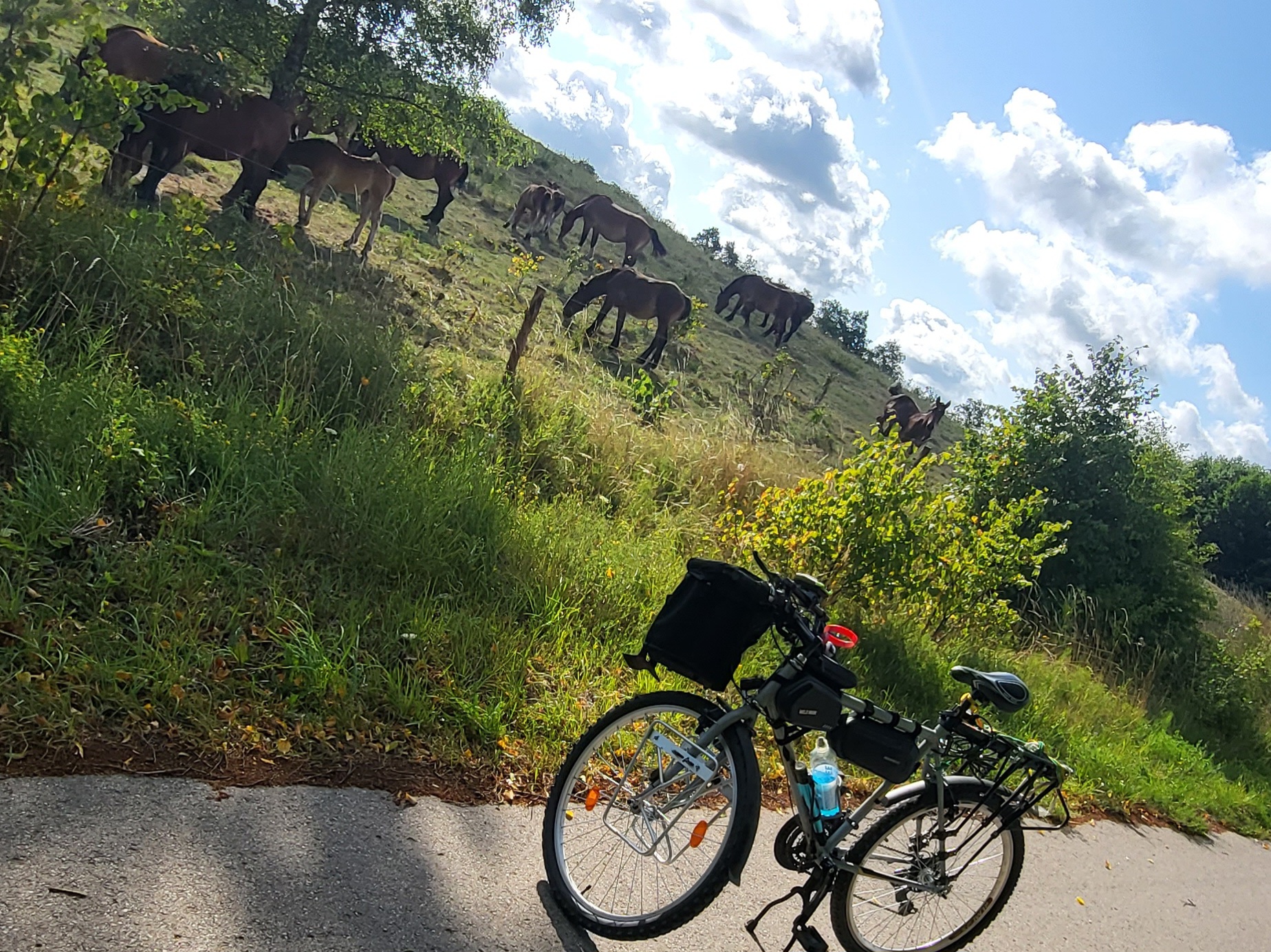 Rower na trasie Mazurskiej Pętli Rowerowej obok stada koni pasących się na malowniczym wzgórzu w otoczeniu mazurskiej przyrody.