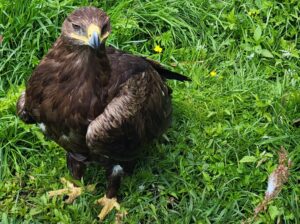 Spotkanie z królem mazurskiego nieba. Odkryj dziką naturę Mazur z Przewodnikiem po Mazurach