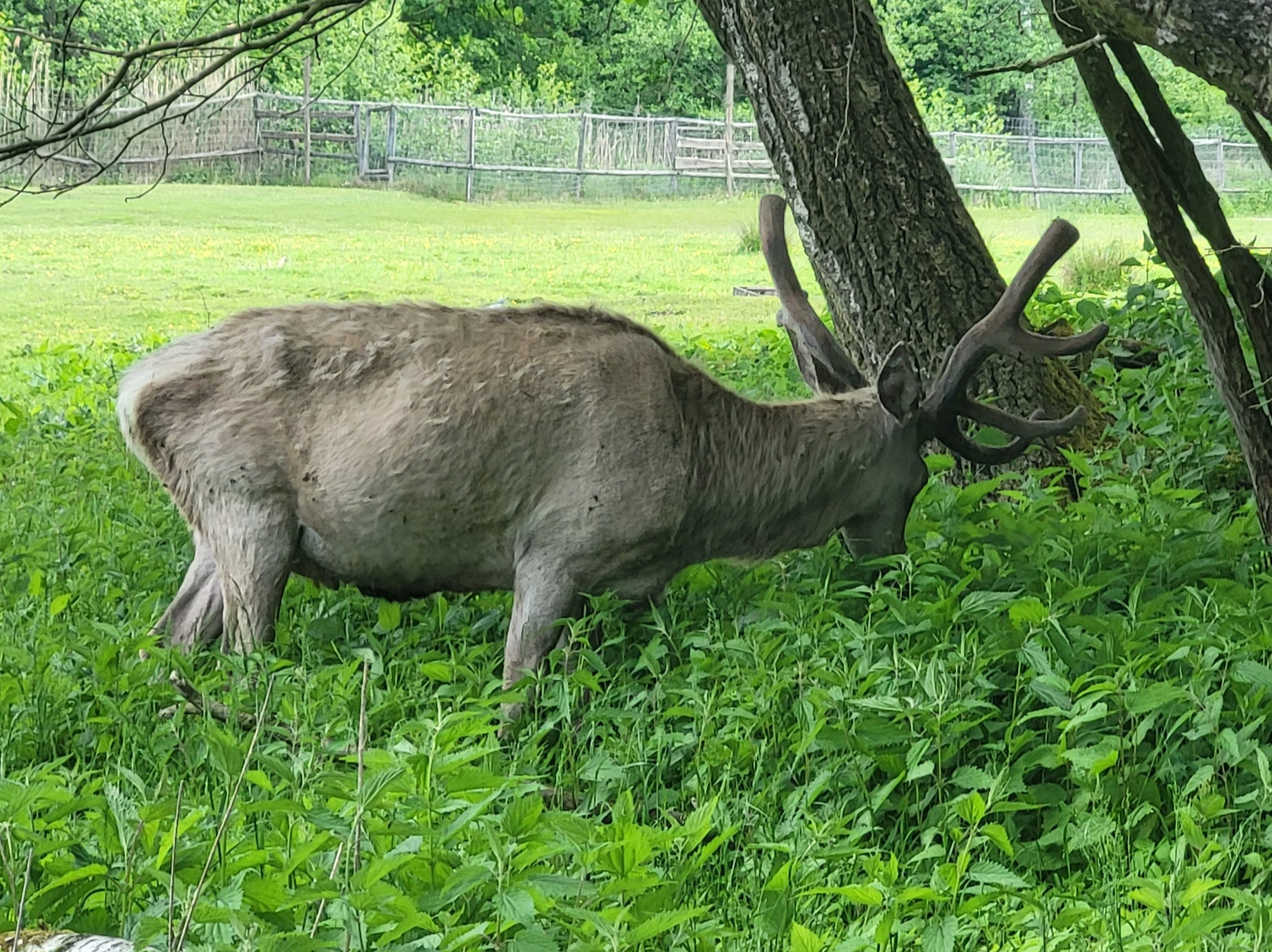 Dostojny jeleń na trasie Mazurskiej Pętli Rowerowej. Urok dzikiej przyrody Mazur zachwyca każdego rowerowego wędrowca.