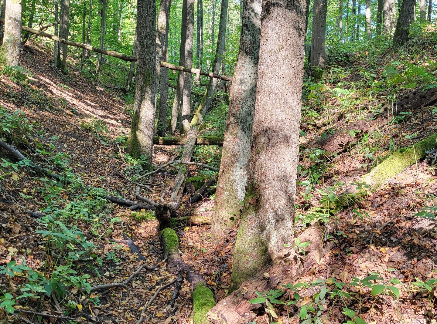 krzaki, zarośnięta ścieżka, przewrócone drzewa, wysokie skarpy i Ty wprowadzający rower na niej. 